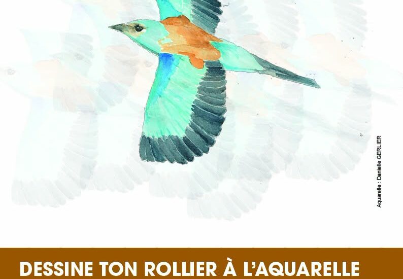 Dessine ton rollier à l'aquarelle