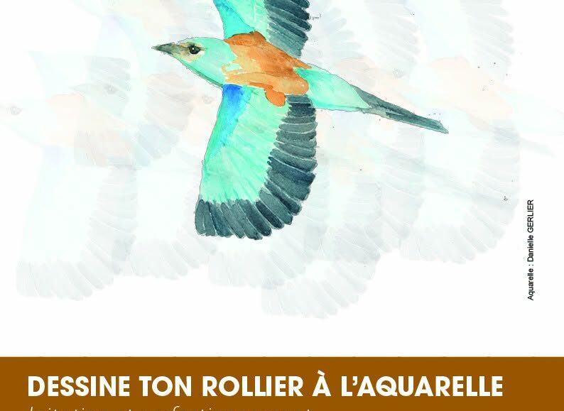 Dessine ton rollier à l'aquarelle
