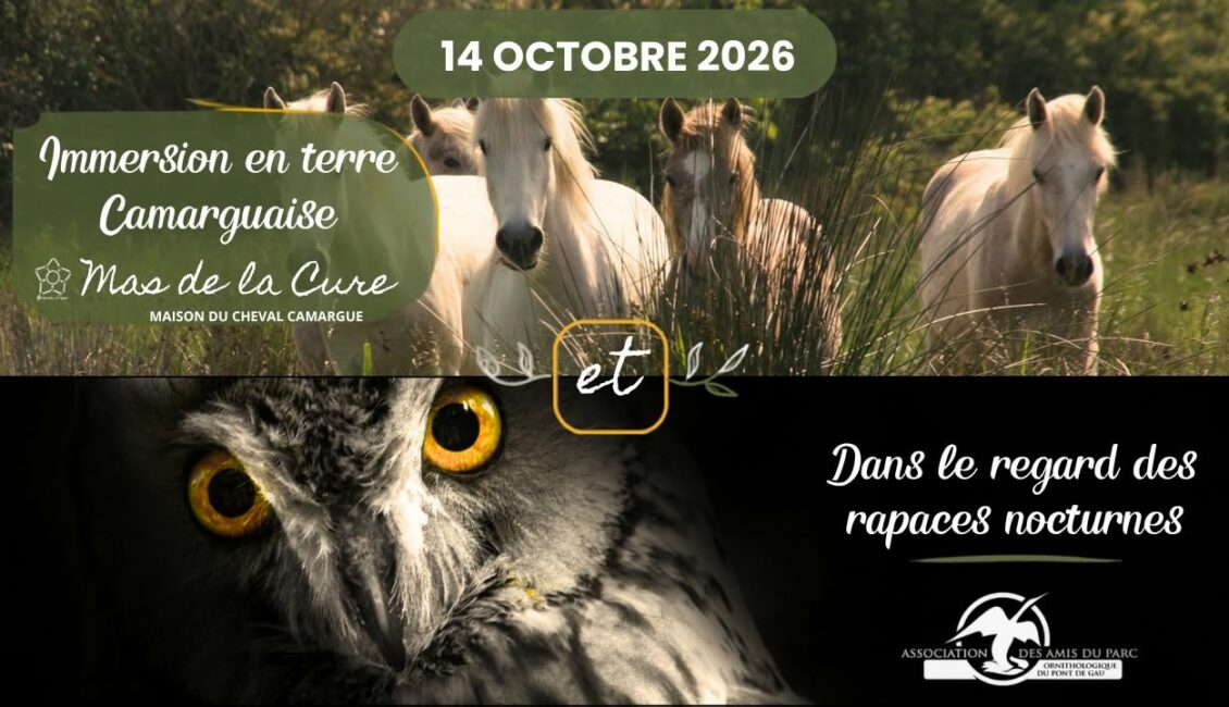 Visite guidée à la rencontre des juments