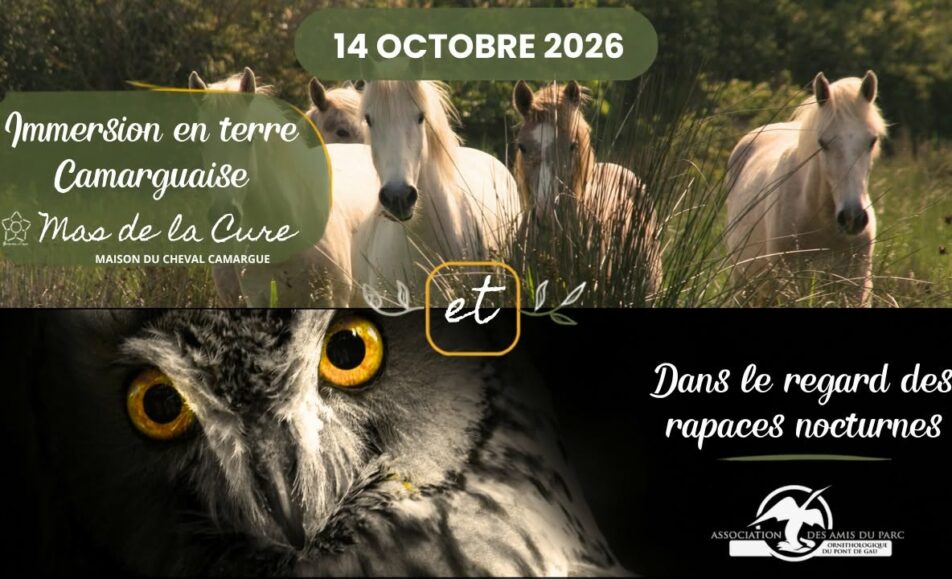 Visite guidée à la rencontre des juments