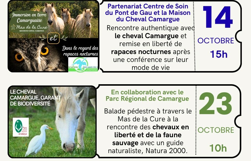 Découverte d'une manade de chevaux de race Camargue