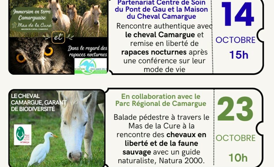 Découverte d'une manade de chevaux de race Camargue