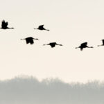 La fabuleuse histoire des oiseaux migrateurs - Conférence