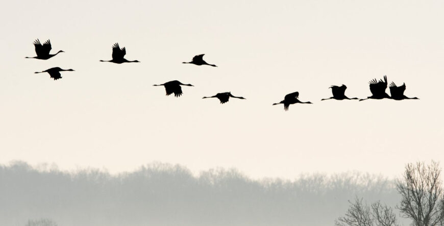 La fabuleuse histoire des oiseaux migrateurs - Conférence