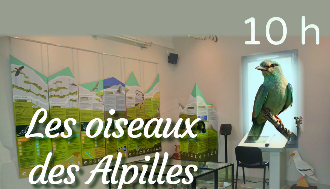 Les Samedis du Musée
