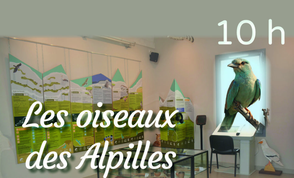 Les Samedis du Musée